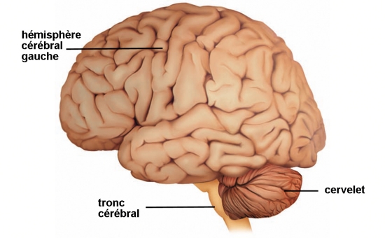 cerveau__vue_externe.jpg